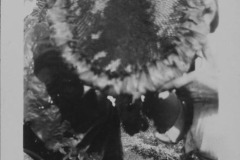 Elinors-photos-for-early-1920-7