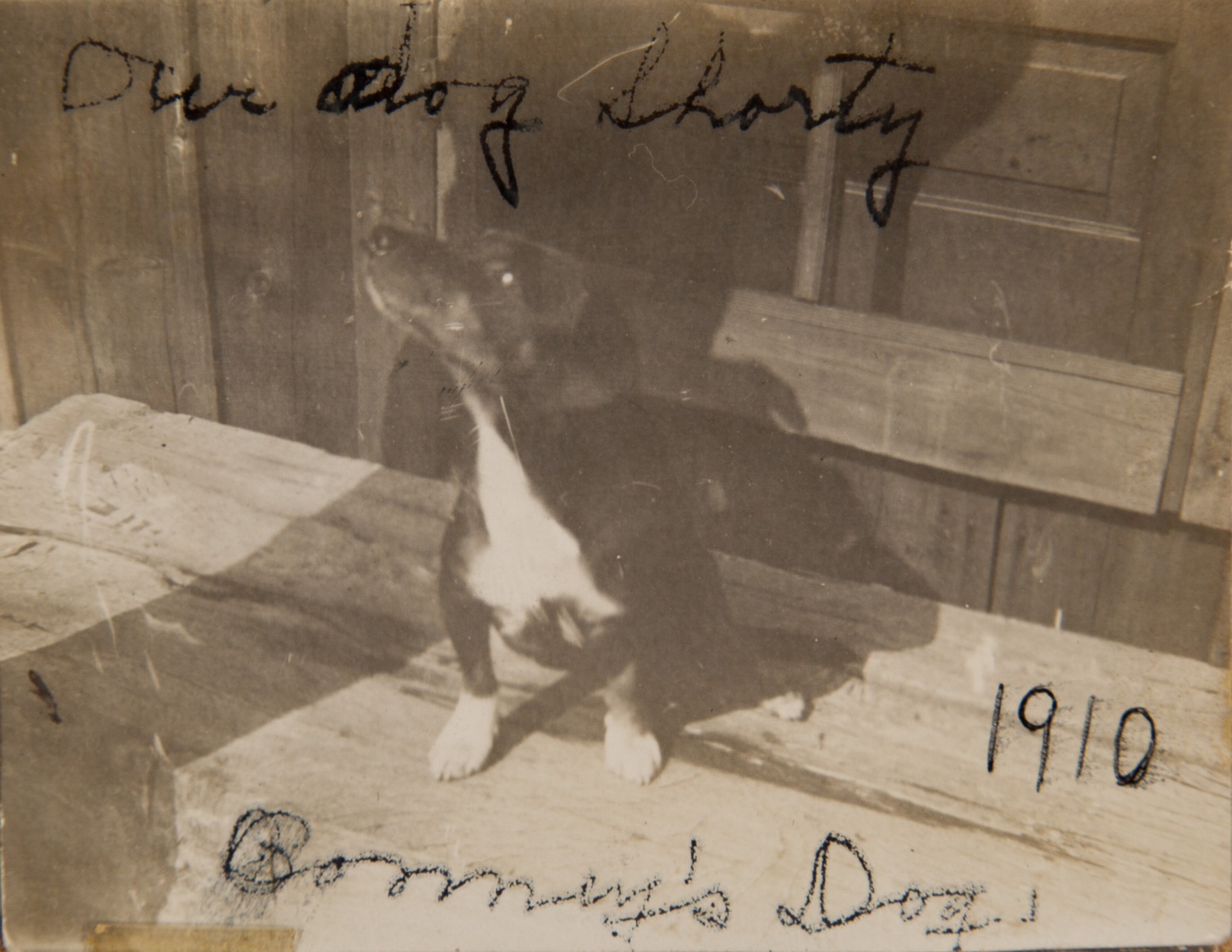 1910 " Bonney's Dog, Our dog Shorty"