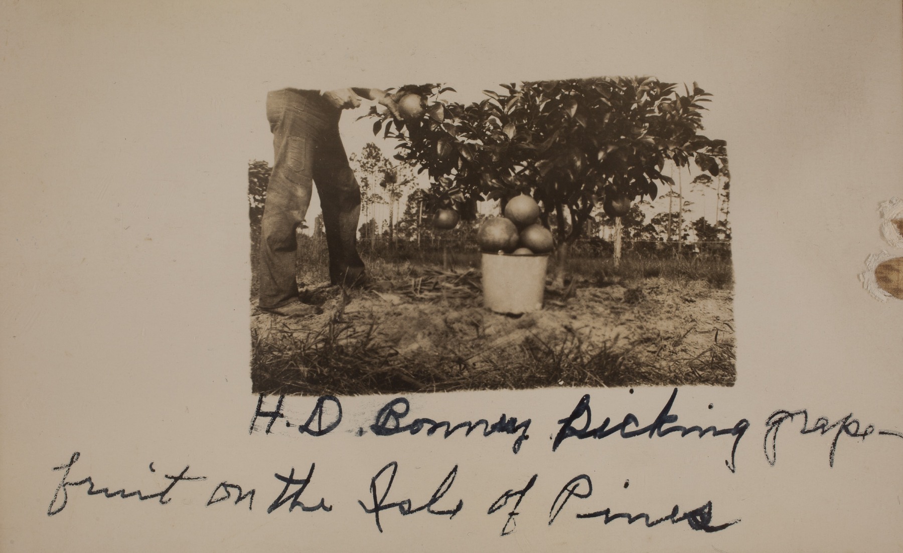 1913  "H.D. Bonney picking grape-fruit on the Isle of Pines" labeled by Nellie Belle Bonney